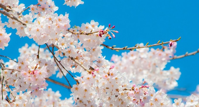 大阪の花見は遊覧船から見る 大川さくらクルーズ がおすすめ