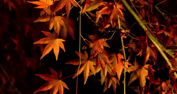 滋賀県の紅葉 19 穴場やライトアップのきれいなおすすめスポット７選