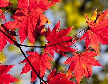 和歌山の紅葉